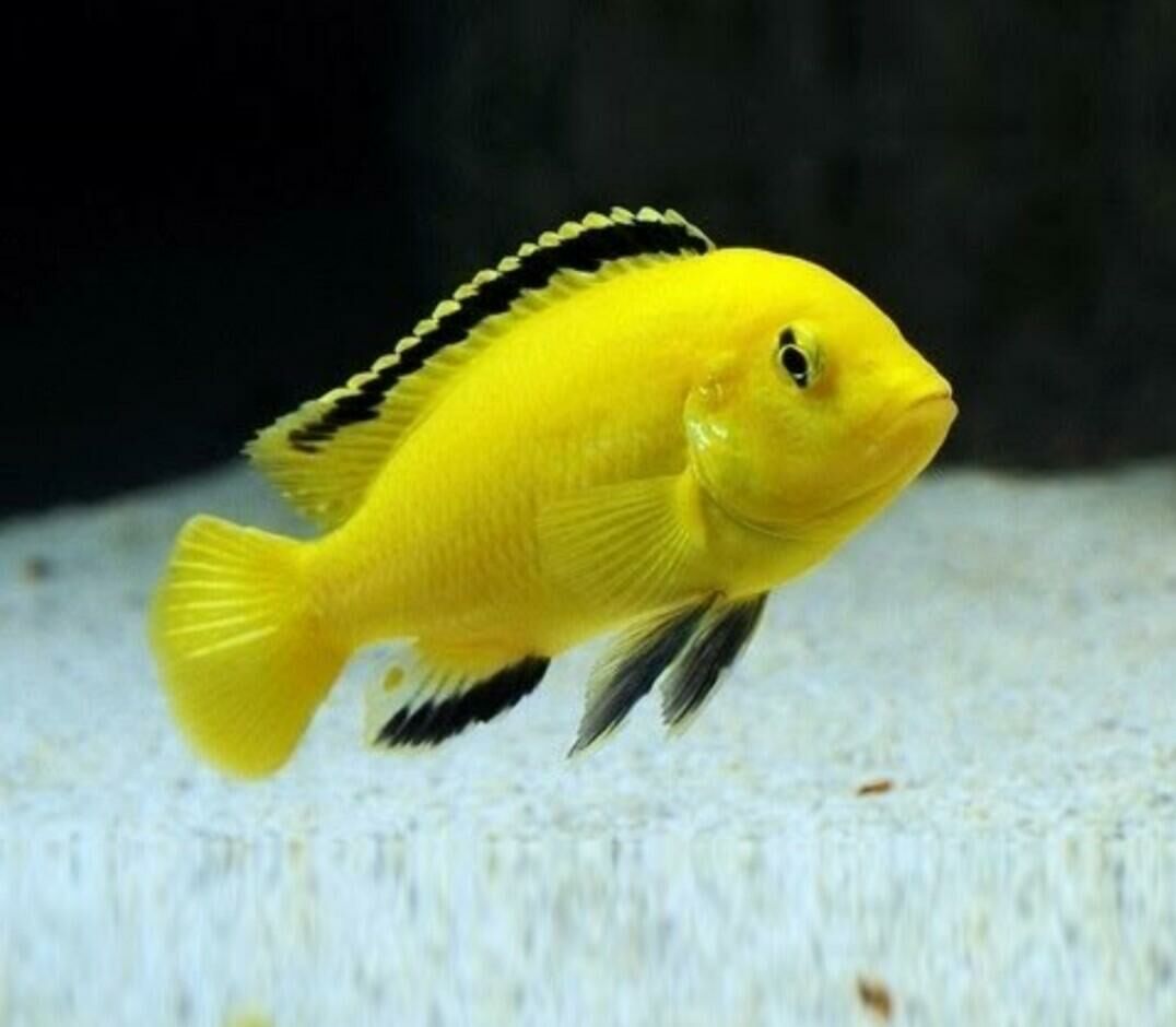 Imagem do Labidochromis